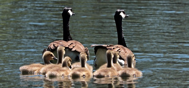 family-law-mediation-albany-640x480-89945427.jpeg