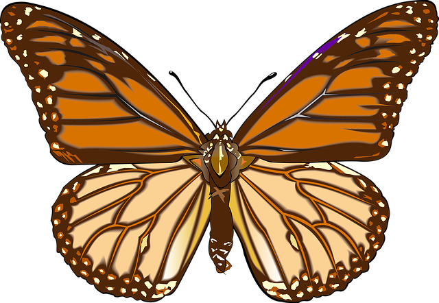 graphic designer Albany