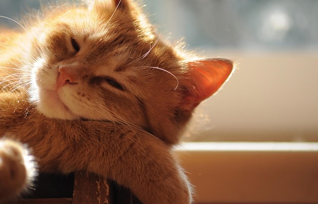 pet-deposit-requirements-in-albany-apart-640x480-550959.jpeg