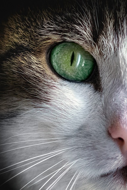 Pet deposit requirements in Albany apartments