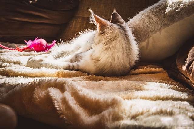 pet-friendly-apartments-albany-640x480-47132329.jpeg