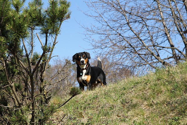Pet friendly apartments in Albany