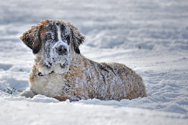 Pet friendly apartments in Albany