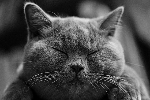 Pet friendly apartments in Albany