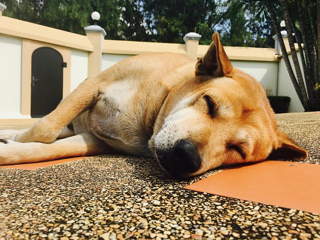 Pet friendly apartments in Albany