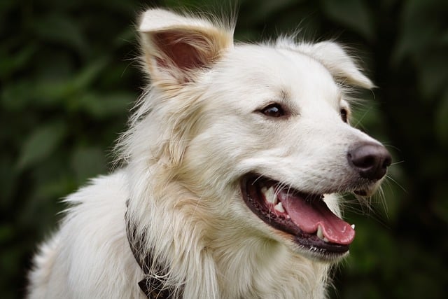 Pet friendly apartments in Albany