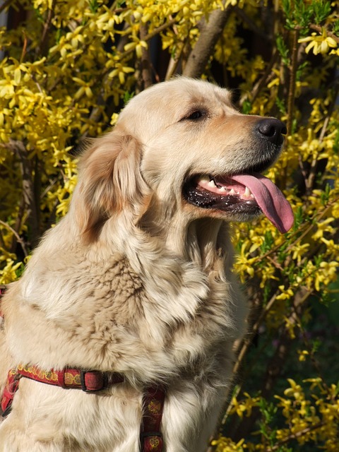 Pet friendly apartments in Albany