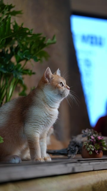 Pet friendly neighborhoods in Albany