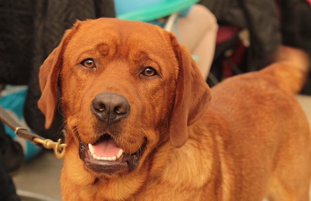 Pet friendly neighborhoods in Albany