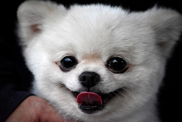 Pet-friendly studio apartments in Albany
