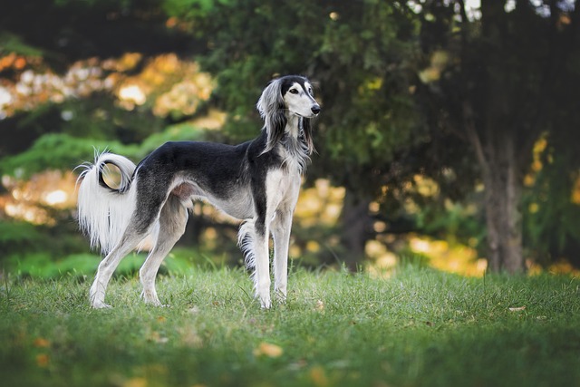 Pet policies in Albany apartments