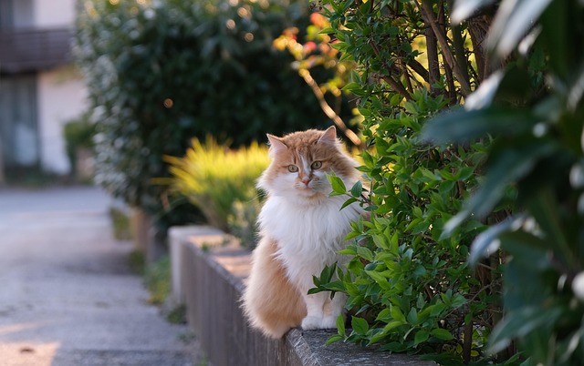 Pet sitting services near me in Albany, NY