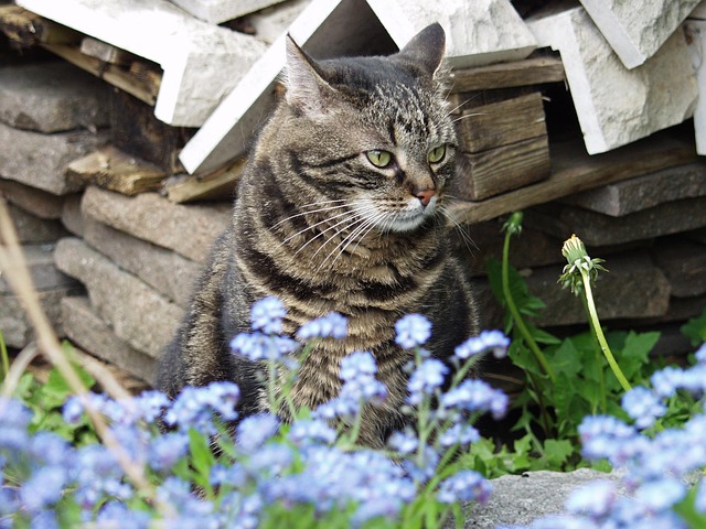 Pet sitting services near me in Albany, NY