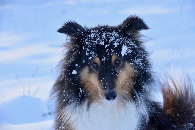 Pet sitting services near me in Albany, NY