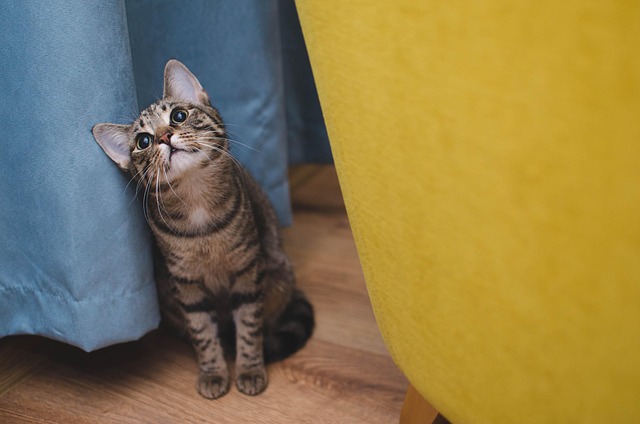 Pet sitting services near me in Albany, NY