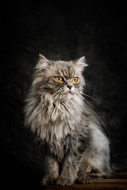 Pet sitting services near me in Albany, NY