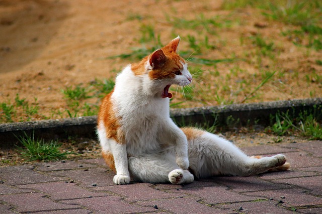 Pet sitting services near me in Albany, NY