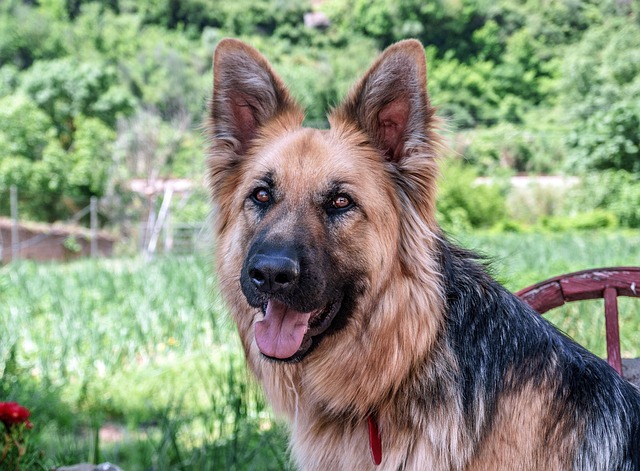 Pet sitting services near me in Albany, NY