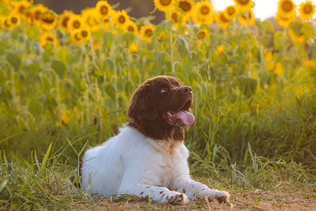 Pet sitting services near me in Albany, NY