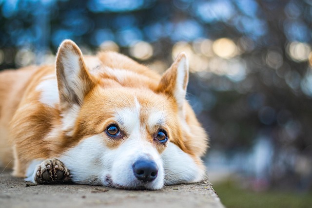 Pet sitting services near me in Albany, NY
