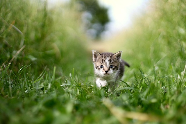 Rental applications with pets Albany, NY