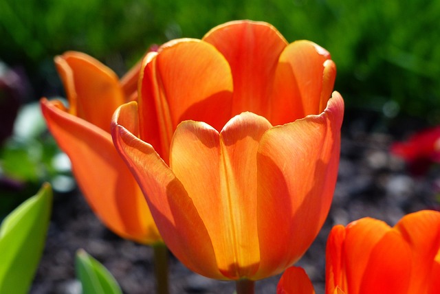 Saratoga Springs NY restaurants with reviews