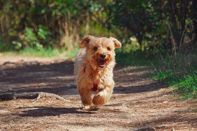 service-animals-vs-emotional-support-ani-640x480-96945181.jpeg
