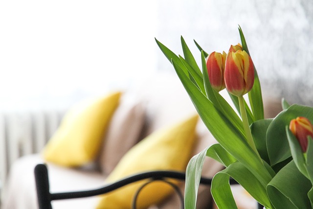 Albany apartment listings