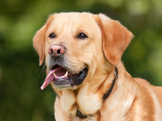 Albany pet friendly housing