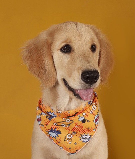 Albany pet friendly housing