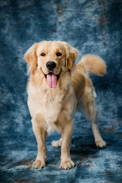 Albany pet friendly housing