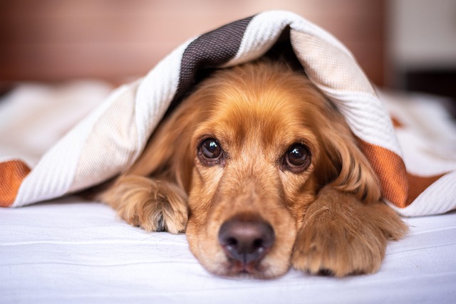 apartments-that-allow-dogs-in-albany-ny-640x480-17382097.jpeg
