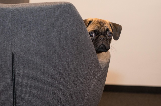 Apartments that allow dogs in Albany, NY