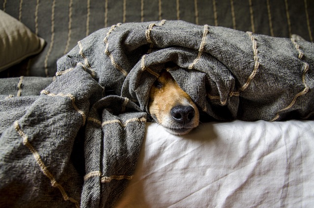 Apartments that allow dogs in Albany, NY