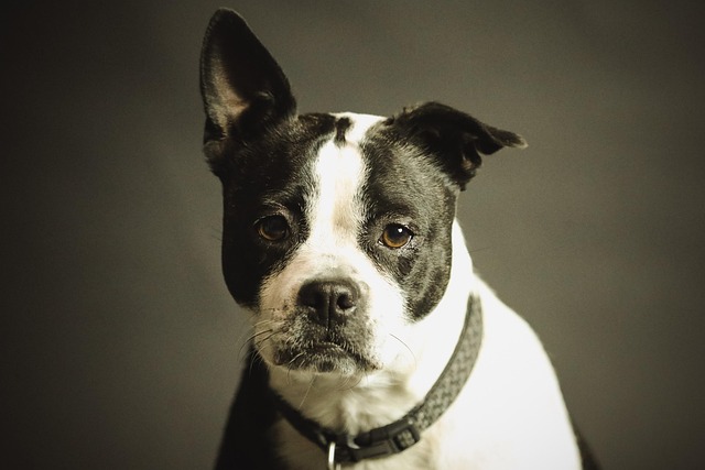 Apartments that allow dogs in Albany, NY