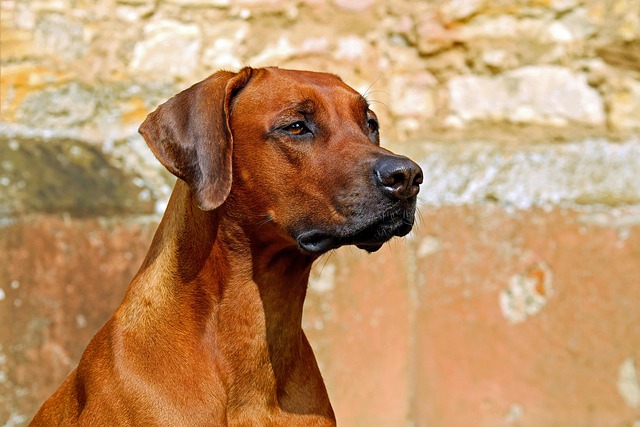 Apartments that allow dogs in Albany, NY