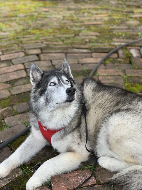 Best pet-friendly buildings in Albany, NY