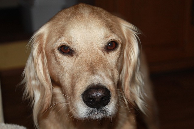 best-pet-friendly-buildings-in-albany-ny-640x480-74061529.jpeg