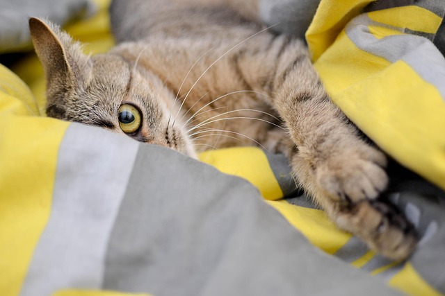 Cat friendly rentals Albany