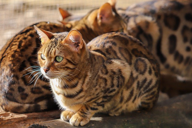 Cat friendly rentals Albany