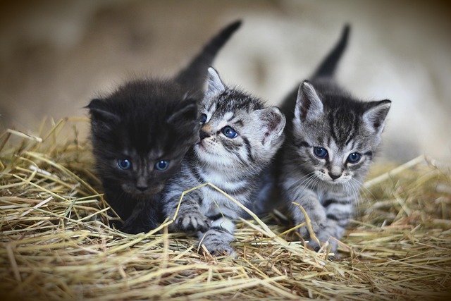 Cat friendly rentals Albany