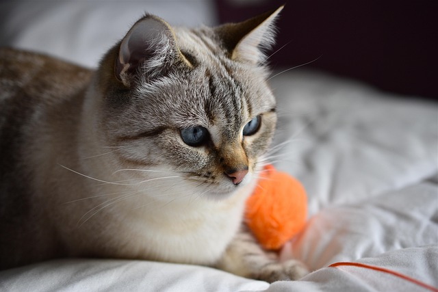 cat-friendly-rentals-albany-640x480-41767929.jpeg