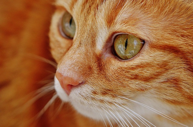 Cat friendly rentals Albany