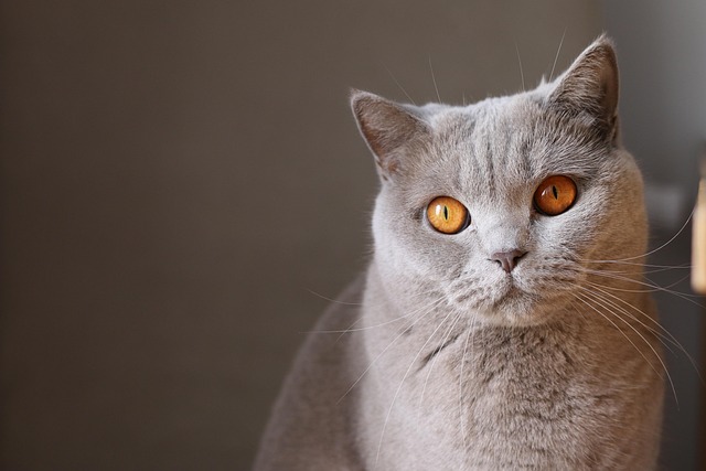 Cat friendly rentals Albany
