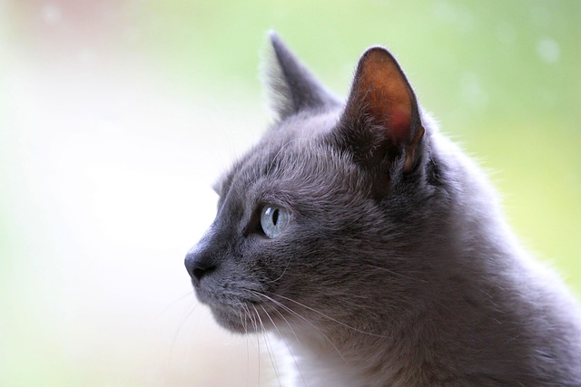 cat-friendly-rentals-albany-640x480-52324818.jpeg
