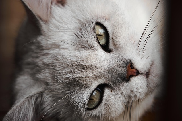 Cat friendly rentals Albany