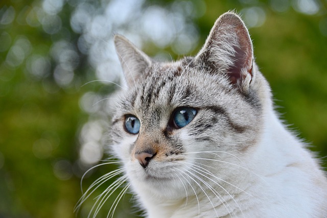 Cat friendly rentals Albany