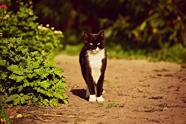 cat-friendly-rentals-albany-640x480-59461152.jpeg