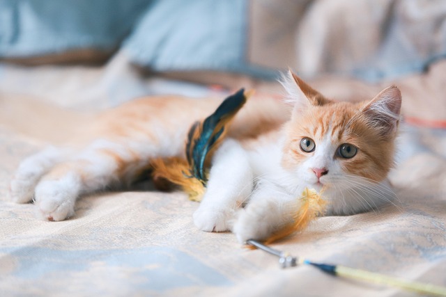 Cat friendly rentals Albany