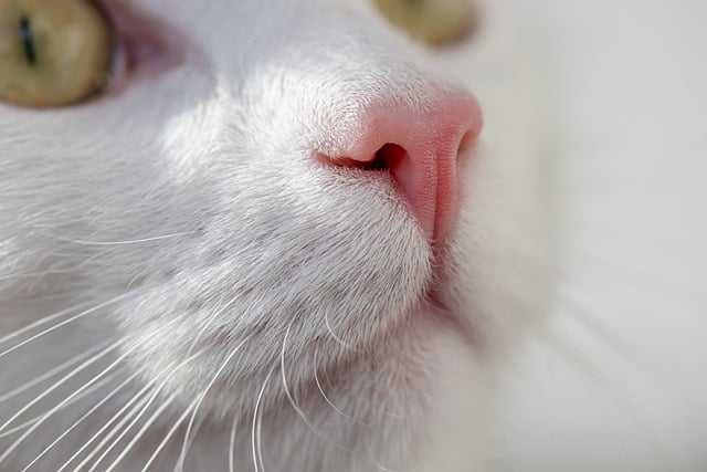 Cat friendly rentals Albany